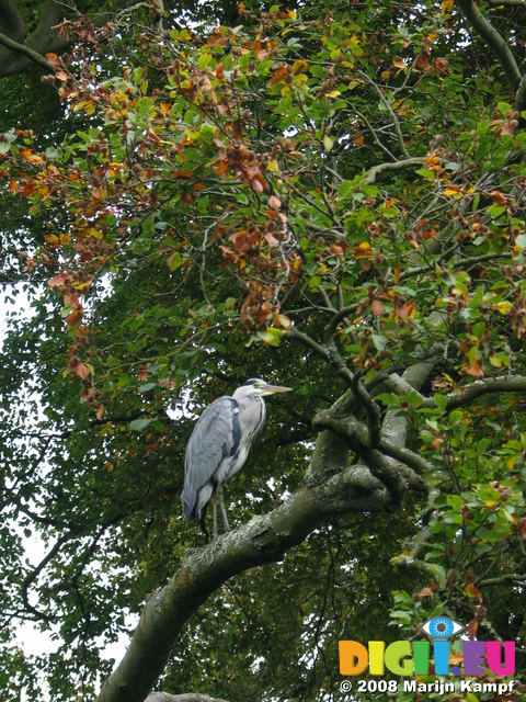23594 Heron in tree